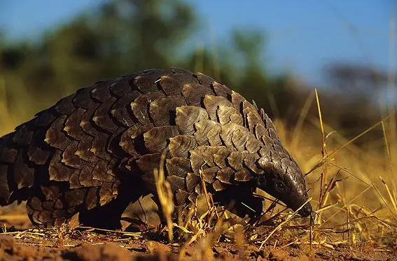 野生生物