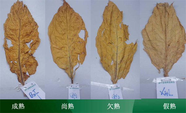 烟叶分级的品级要素有哪些