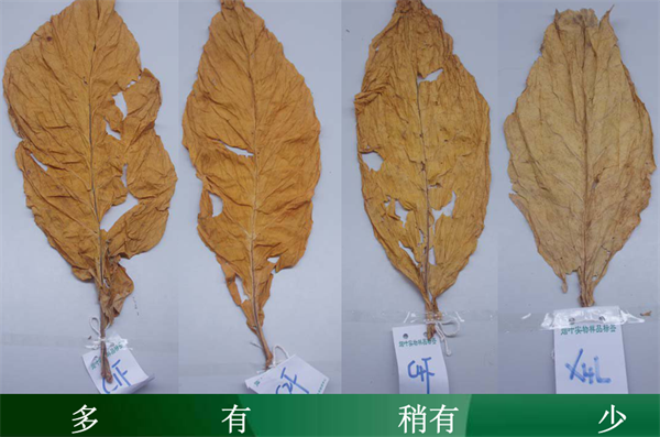 烟叶分级的品级要素有哪些2
